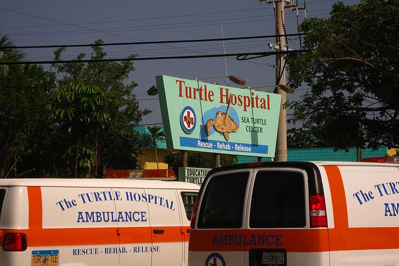 Rettungswagen für Schildkröten